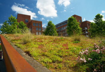 Blooming sedum roof garden on a sliding roof in the summer in an urban environment