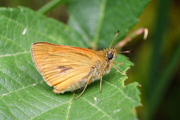 The large skipper (Ochlodes sylvanus)