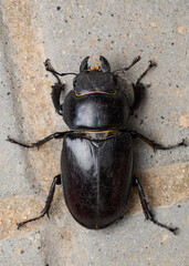female flying deer (Lucanus cervus)