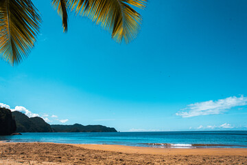 beach with palm trees