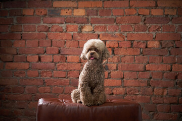 chocolate poodle on brick wall background. dog in a modern loft interior. indoor pet 