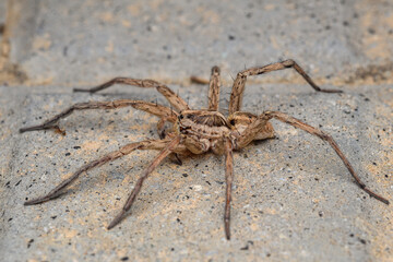 Large wolf spider (Hogna radiata)