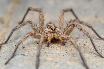 Large wolf spider (Hogna radiata)