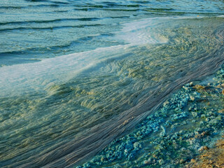 Algae. Water pollution by algae. Blue-green algae.