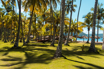 palm trees on the beach