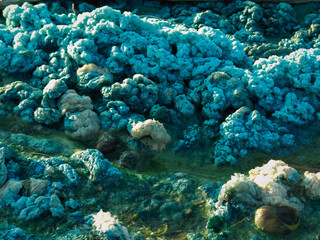 Seaweed. Blue-green algae on the surface of the water. Algae bloom with foam texture background.