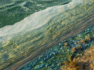 Algae. Blue-green algae on the surface of the water. Flowering water as background or texture