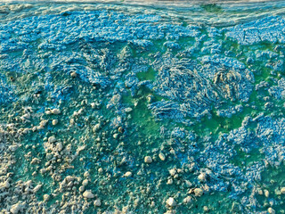Blue-green algae on the surface of the water. Algae bloom with foam texture background.