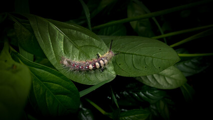 caterpillar on a leaf