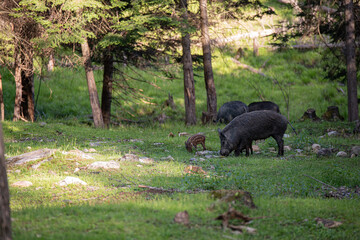 a wild boar and his child are in the forest