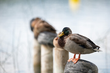 ducks on a wooden pole