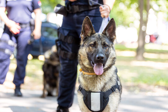 Policeman with German shepherd police dog