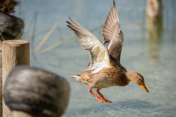 duck that flies and lands in the water