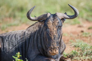 Blue Wildebeest Close-up