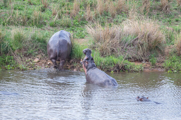 Hippopotamus Yawning in the Water