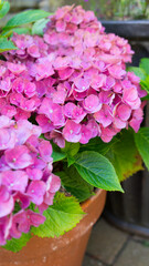 A close up pink hydrangea at the backyard of the house.