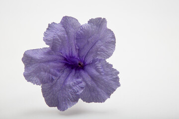 Purple flower minnieroot, popping pod, cracker plant on white