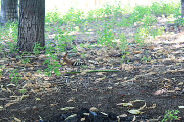 A motley beautiful bird Hoopoe walks on the ground in the forest 
