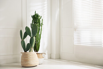 Stylish room with beautiful potted cacti, space for text. Interior design