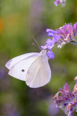 Small White Butterfly - Pieris rapae - in its natural habitat