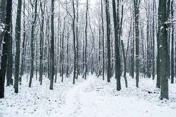Snowy forest, winter landscape