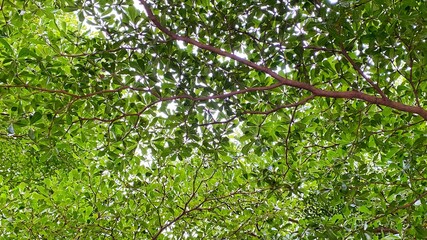 Many small green leaves with brown branches.