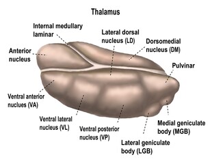 thalamus of human's brain has multiple nucleus wiht different functions.