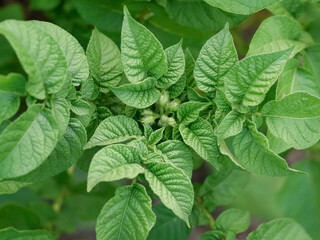 Young seedlings of potato bushes grow on the farm. An environmentally friendly natural product. The concept of agriculture. Natural and healthy ecological food. Top view.
