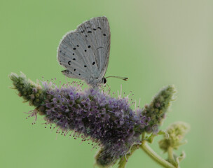 The common blue butterfly Polyommatus icarus on a forest flower on a summer day collects nectar