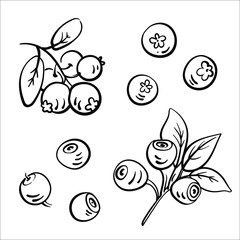 Blueberry and lingonberry. Black line sketch collection of fruits and berries isolated on white background. Doodle hand drawn fruits. Vector illustration	