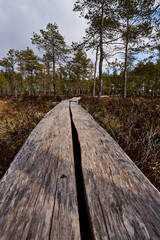 Duckboards in the swamp