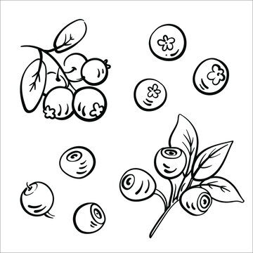 Blueberry and lingonberry. Black line sketch collection of fruits and berries isolated on white background. Doodle hand drawn fruits. Vector illustration	