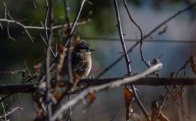 A bird called rufous-collared sparrow (Zonotrichia capensis)