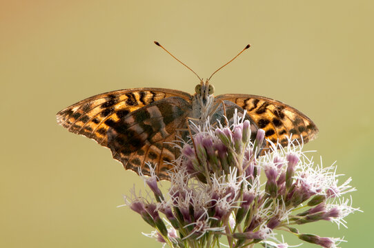 The silver-washed fritillary butterfly on the blade awaits dawn early in the morning  stretched wings