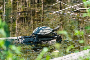 Emys orbicularis - Testoasa de apa - European pond turtle