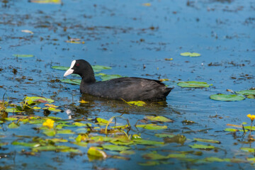 Fulica atra - Lisita - Eurasian coot