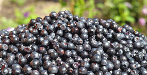 A close-up of ripe black berries of vaccinium myrtillus, European blueberry, or common bilberry rich in antioxidants and vitamin C.