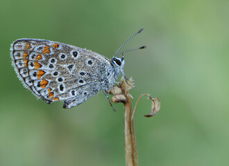 Polyommatus icarus - diurnal butterfly on the forest flower in the dew in the first rays of the sun