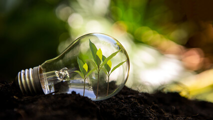 Saving energy and environment.  Tree growth in light bulb for saving Ecology energy nature. Eco...