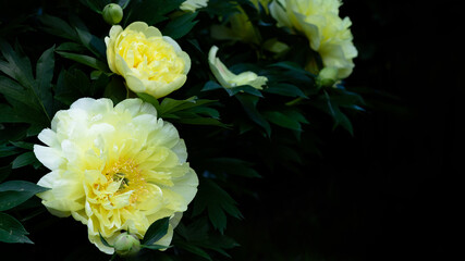 Beautiful yellow peonies on a dark green background. Banner or greeting card.