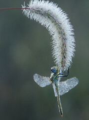 Early in the morning dragonfly on a blade of grass dries its wings from dew under the first rays of the sun before flight