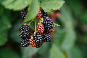 Fresh blackberries in the garden. A bunch of ripe blackberry fruits on a branch with green leaves.