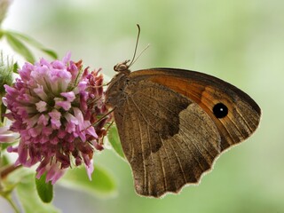 a Butterfly Maniola jurtina in the early morning on a glade awaiting dawn