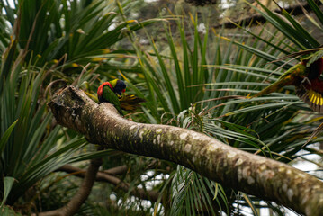 a parrot in a palm tree