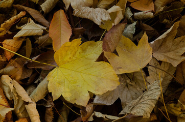 autumn leaves background and texture