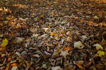 leaves on the ground, dry yellow leaves