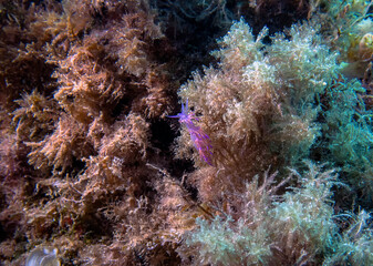 Fototapeta na wymiar A vibrant Paraflabellina ischitana nudibranch in the Mediterranean Sea