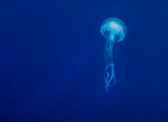 A Mauve Stinger jellyfish (Pelagia noctiluca) in the Mediterranean Sea