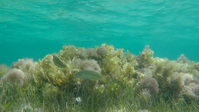 Shallow water covered with algae, blue water surface in the background. Brown algae (Sargassum sp.) and Red algae (Liagora viscida)
