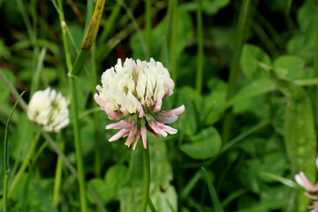 Clover Flower in a Meadow Closeup View
